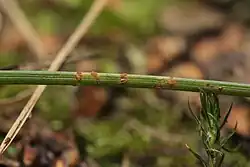 Uredinia op tengere rus