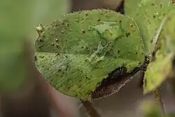 Uredinia op rode klaver