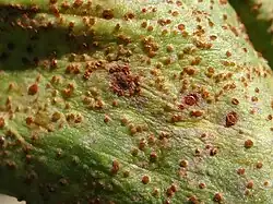 Uredinia op tuinboon