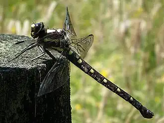 Petalura pulcherrima