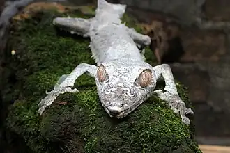 Madagaskarplatstaartgekko (Uroplatus fimbriatus)