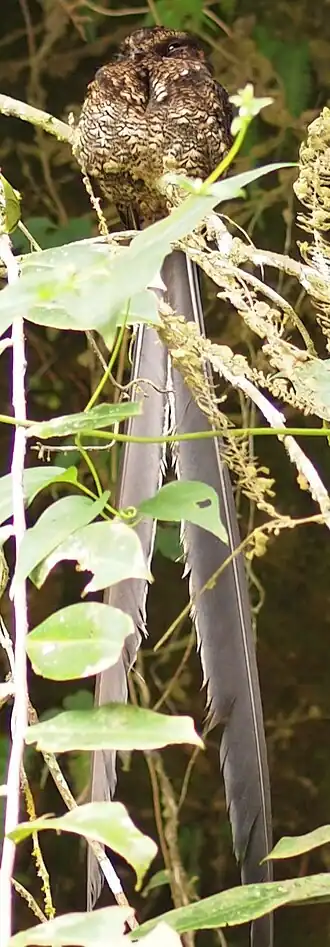 Lierstaartnachtzwaluw