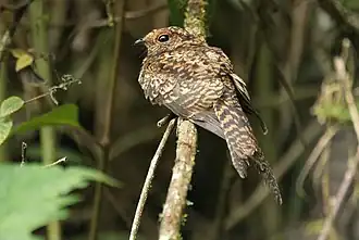 Vorkstaartnachtzwaluw