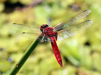 Urothemis aliena
