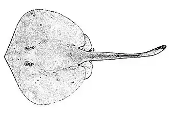 Urotrygon serrula
