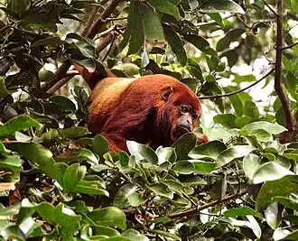 Alouatta arctoidea