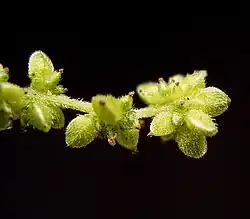 Vruchtkluwen van grote brandnetel