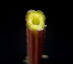 Dwarsdoorsnede stengel