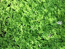 Zevenblad-associatie