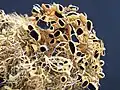 Usnea antarctica