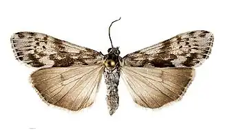 Utetheisa galapagensis