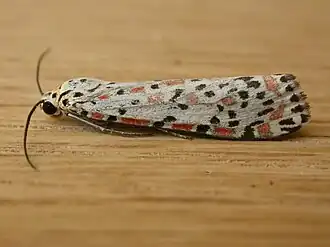 Utetheisa pulchelloides
