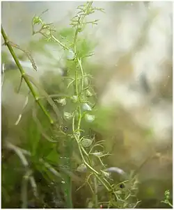 Waterlot met vangblaasjes