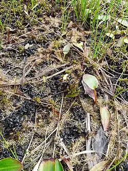 Turionen van bleekgeel blaasjeskruid