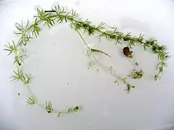 Stengel met blaasjes