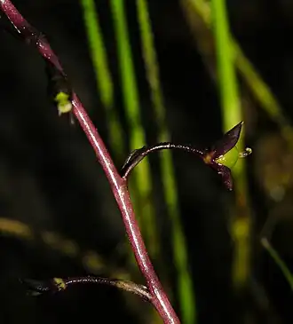 Vrucht van groot blaasjeskruid