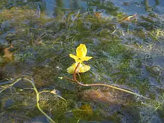 Planten van groot blaasjeskruid