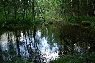 De Võlingi oja dicht bij de bron