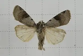 Diarsia nigrafasciata