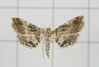Elophila turbata
