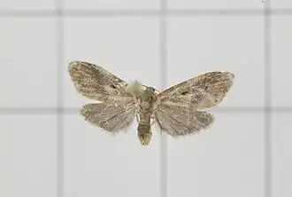 Philenora latifasciata