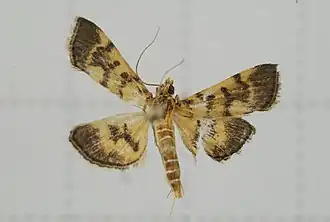 Omiodes diemenalis