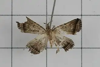 Lysimelia neleusalis