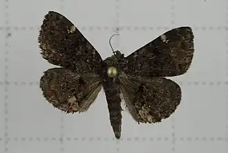 Diomea rotundata