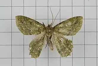 Herochroma viridaria