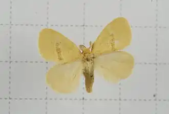 Euproctis latifascia