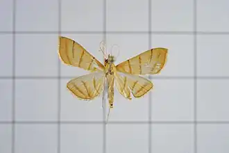 Pagyda quadrilineata