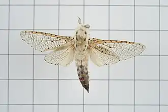 Polyphagozerra coffeae