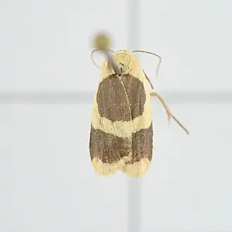 Garudinia bimaculata