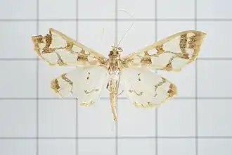 Polythlipta macralis