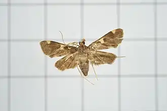 Piletocera aegimiusalis