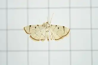 Pycnarmon marginalis