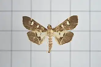 Glyphodes crithealis