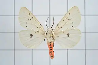 Spilosoma daitoensis