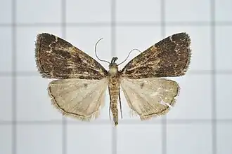 Hydrillodes flavimacula