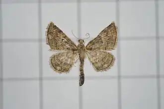 Gymnoscelis albicaudata