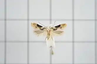 Parastenolechia asymmetrica