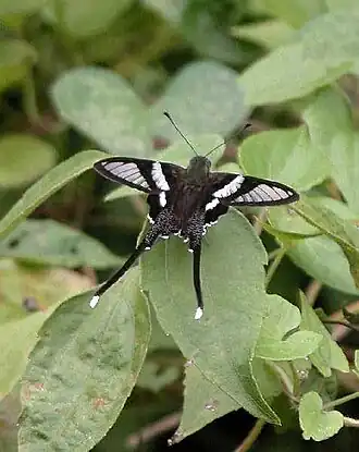 Lamproptera curius