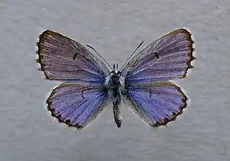 Pseudophilotes vicrama Oostelijk tijmblauwtje