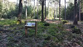 Monarkengraf en ringwalheuvel