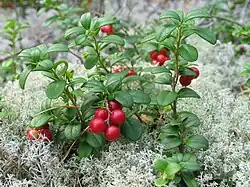 Rode bosbes (Vaccinium vitis-idaea)