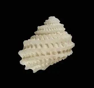 Vaceuchelus foveolatus