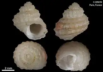 Vaceuchelus pagoboorum