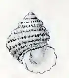 Vaceuchelus scrobiculatus