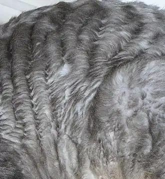 Vacht van een volwassen Cornish Rex