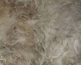 Vacht van een 9 weken oud German Rex kitten